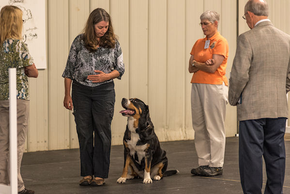 Novice, Open & Utility Obedience