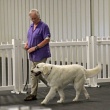 AKC Canine Good Citizen Program (CGC/CGCA)